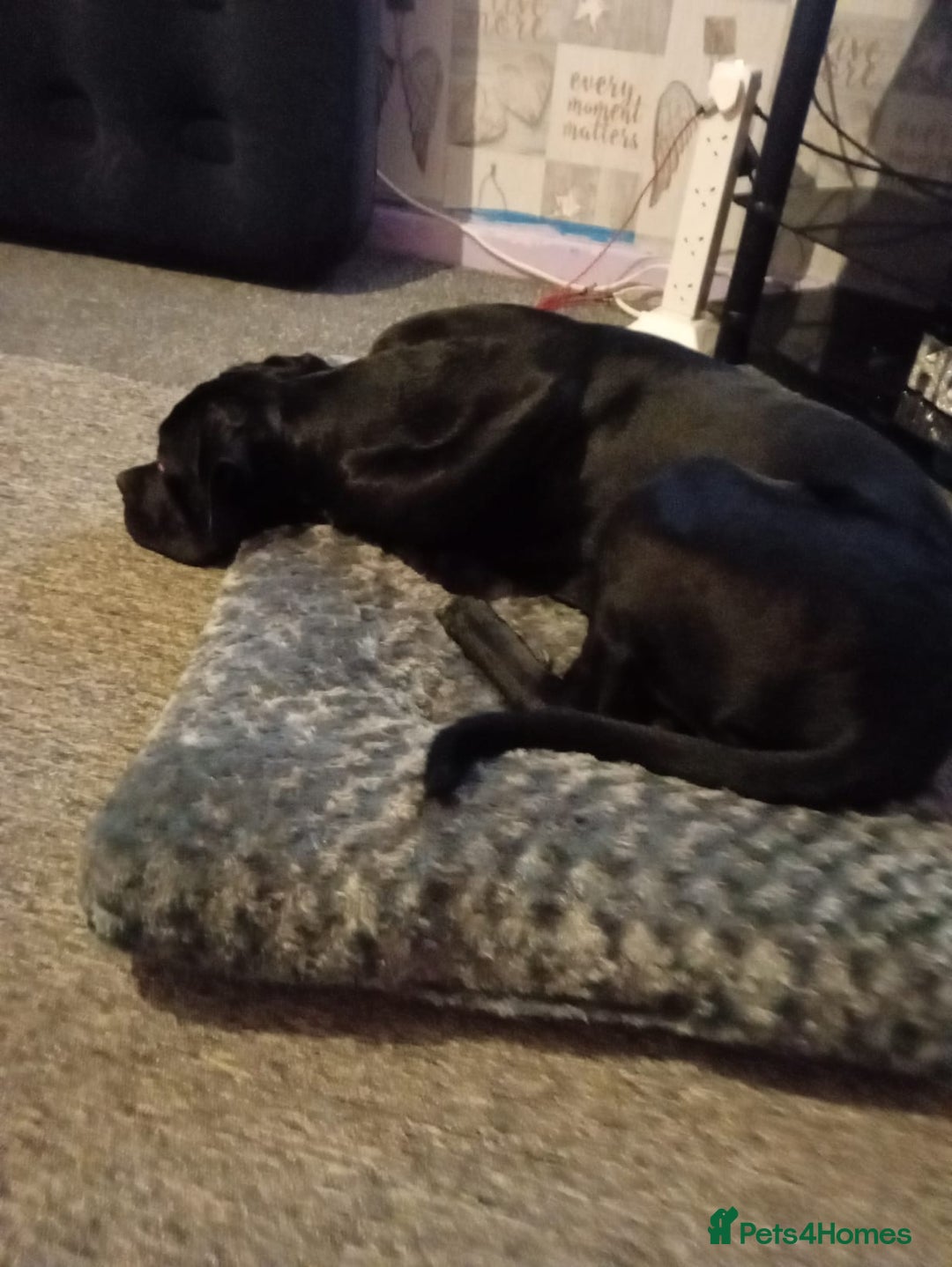 Cane Corso dogs for sale: Boo female  - Image 4