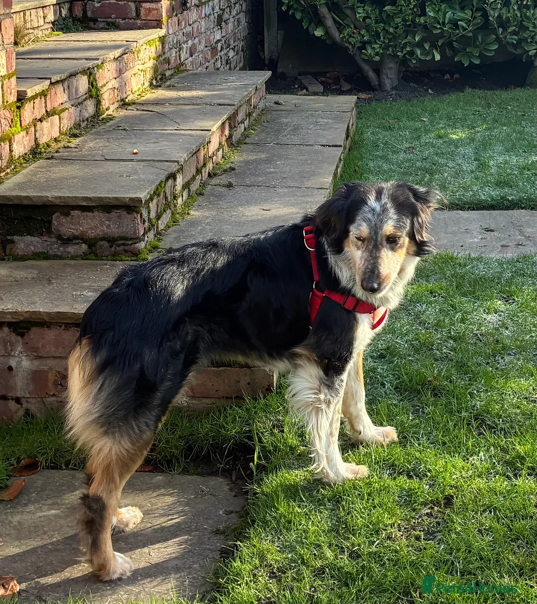 Mixed Breed dogs for adoption: IRIS, a gentle dog of quiet nature - Advert 2