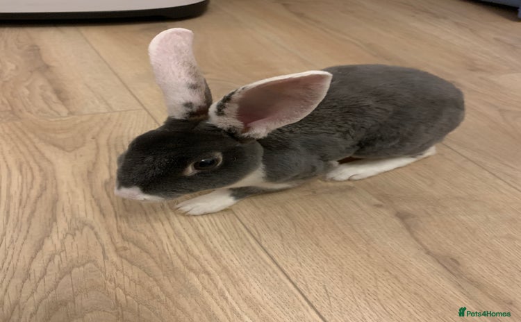 Rex rabbits - Advert 1