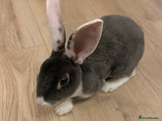 Rex rabbits - Advert 8