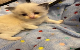 Ragdoll cats for sale: Our little snow babies ragdoll kittens  - Image 11