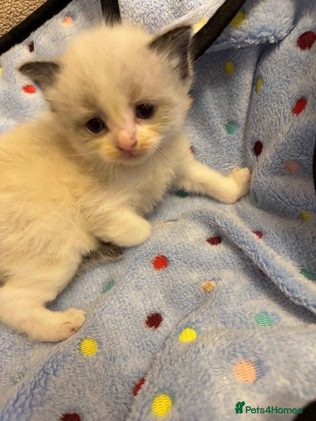 Ragdoll cats for sale: Our little snow babies ragdoll kittens  - Image 11