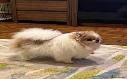 Pomeranian dogs for sale: Adult Pomeranian female for sale  - Image 4