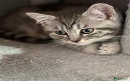 Mixed Breed cats for sale: Beautiful fur babies BSH x Scottish Straight - Image 3