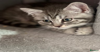 Mixed Breed cats - Advert 6