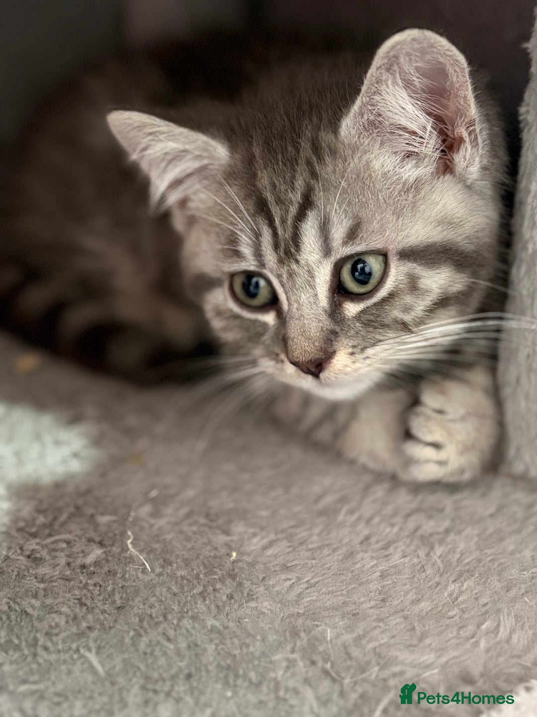 Mixed Breed cats for sale: Beautiful fur babies BSH x Scottish Straight - Image 3