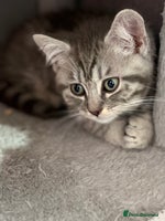 Mixed Breed cats - Advert 2