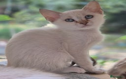 Siamese cats for sale: Kittens who are a bit special! Pedigree GCCF reg. - Image 6