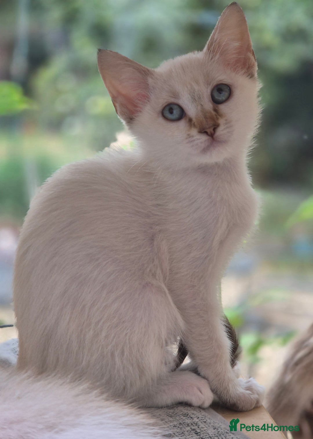Siamese cats for sale: Kittens who are a bit special! Pedigree GCCF reg. - Image 6