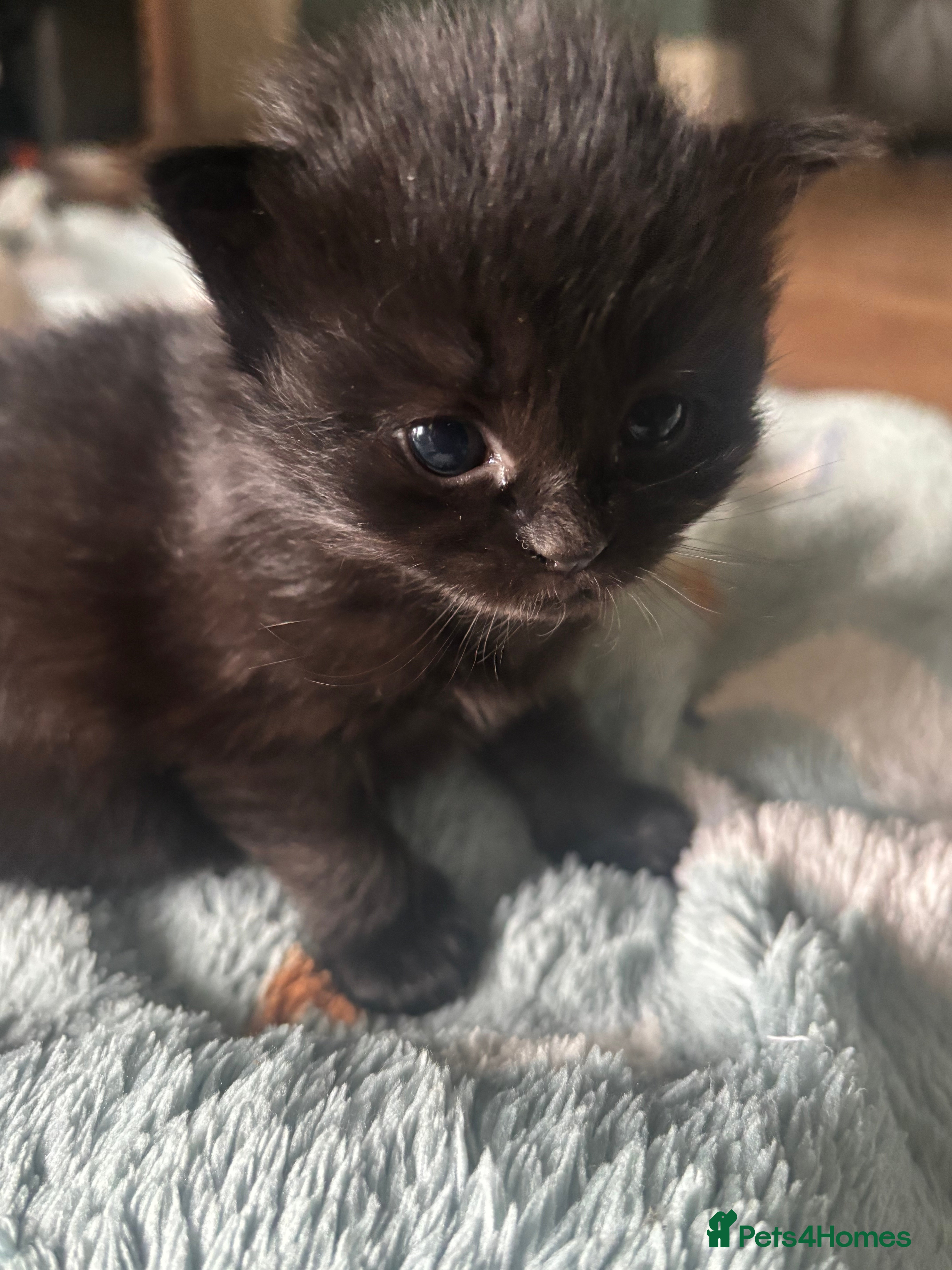 Onyx