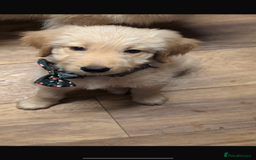 Goldendoodle dogs for sale: Golden doodle last little girl  - Image 2