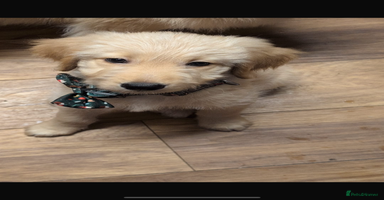 Goldendoodle dogs - Advert 7