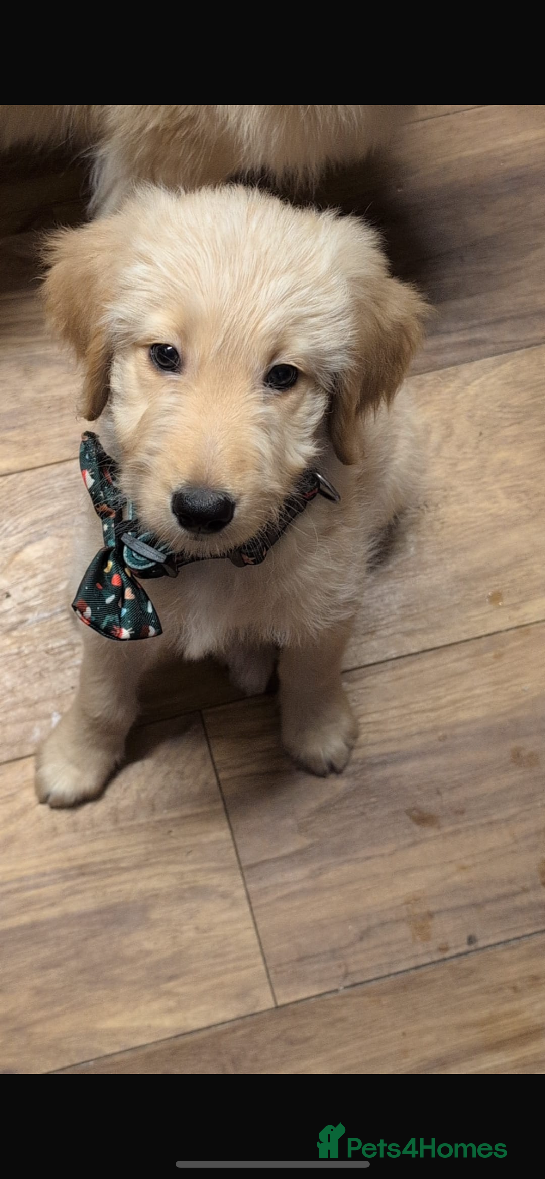 Goldendoodle dogs for sale: Golden doodle last little girl  - Image 2