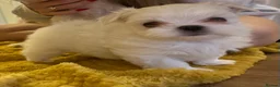 Maltese dogs for sale: Beautiful Maltese puppies home raised & socialised - Advert 13