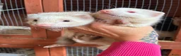 Mixed Breed livestock for sale: Ferrets ready to go now - Advert 1