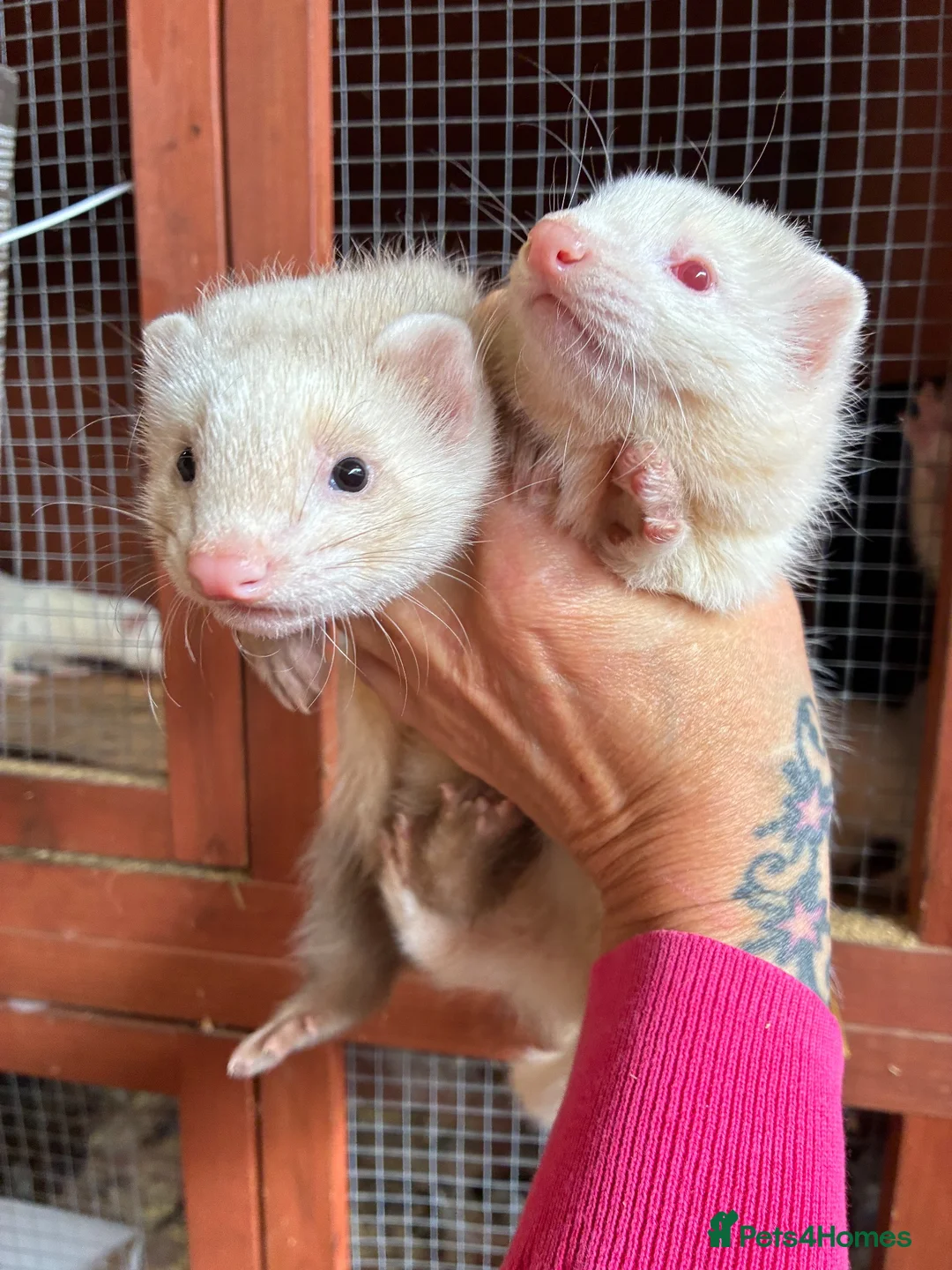 Mixed Breed livestock for sale: Ferrets ready to go now - Advert 1