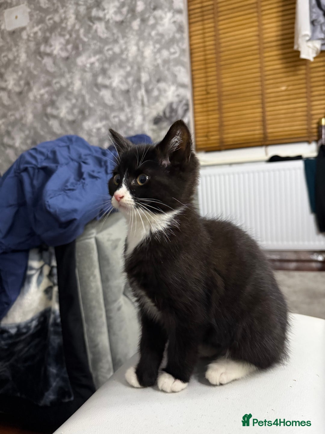 Mixed Breed cats for sale: 10-Week-Old Playful Kittens Seeking Loving Homes - Advert 4