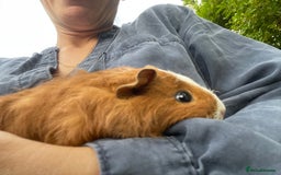 Guinea Pig rodents for sale: Baby Guinea Pigs for Sale - Image 3