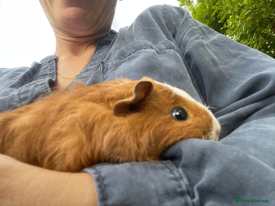 Guinea Pig rodents for sale: Baby Guinea Pigs for Sale - Image 3
