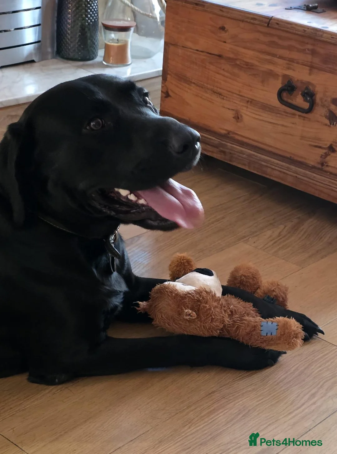 Labrador Retriever dogs for stud: Handsome Black Labrador Stud – Gentle Temperament in Liverpool - Advert 2