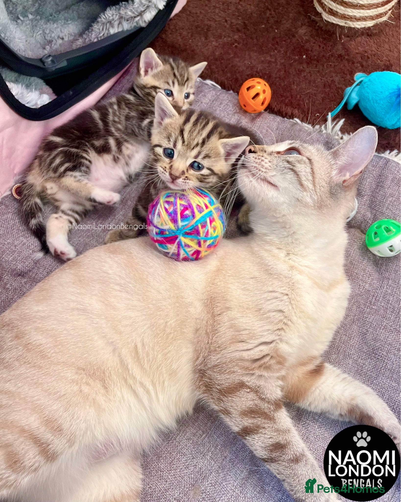Bengal cats 💙🩵 BENGAL KITTENS 🩵💙 2 AVAILABLE! 🔥🔥 - Advert 2