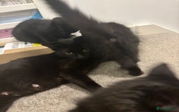Mixed Breed cats for sale: 7 all black kittens - Image 1