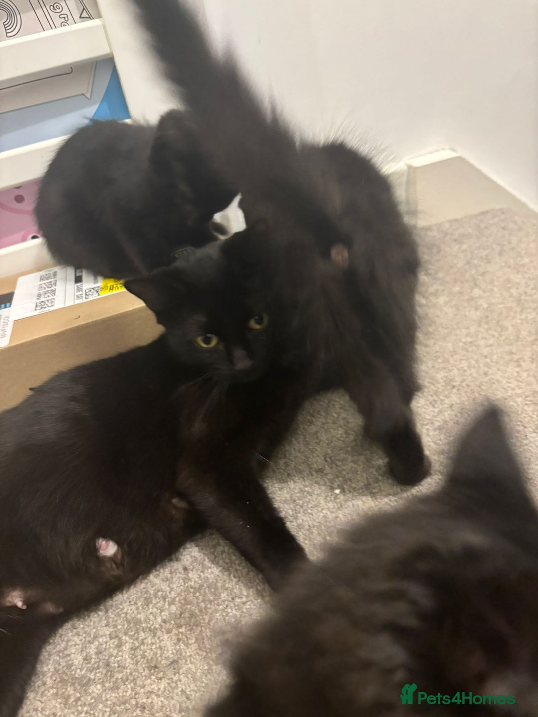 Mixed Breed cats for sale: 7 all black kittens - Image 1