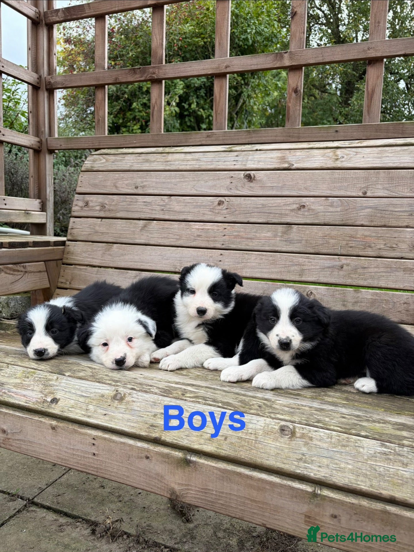 Border Collie dogs Border Collie Puppies for sale  - Advert 2