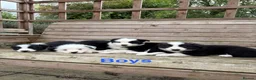 Border Collie dogs for sale: Border Collie Puppies for sale  - Advert 2