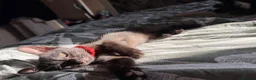 Mixed Breed cats for sale: Male kitten  - Advert 4