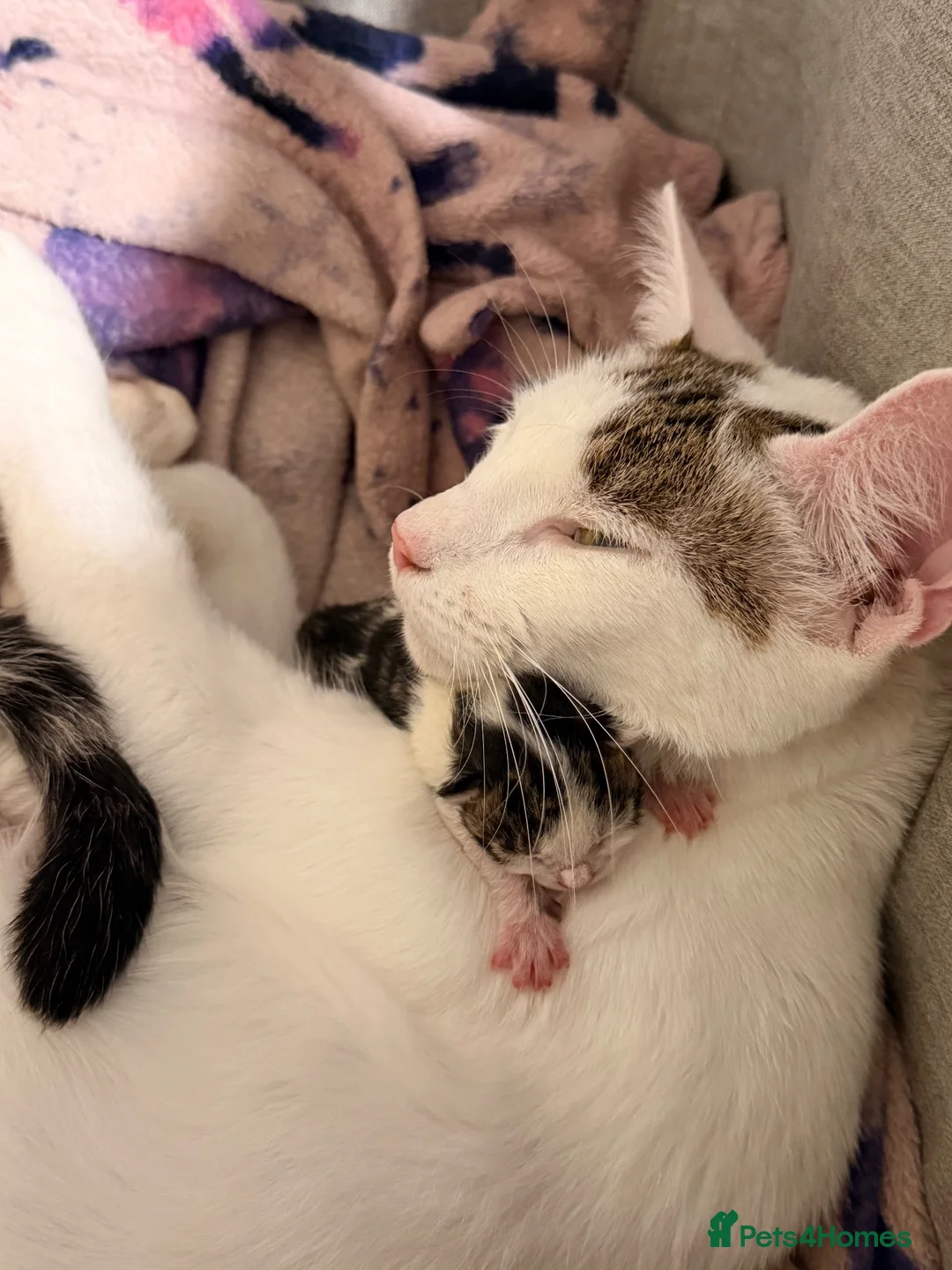 Mixed Breed cats for sale: Kittens  - Advert 1