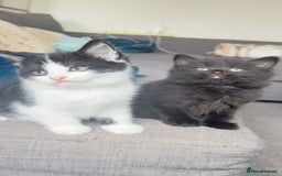 British Shorthair cats for sale: Kittens - Image 4