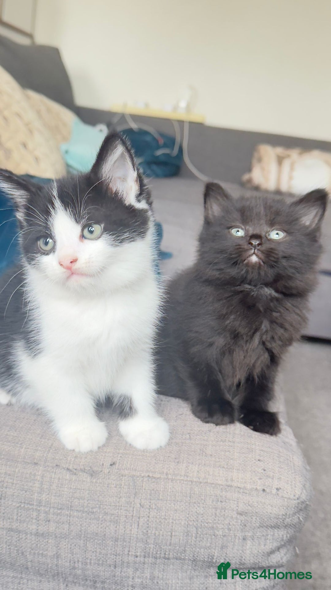 British Shorthair cats for sale: Kittens - Image 4