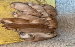 Golden Retriever dogs for sale: KC Registered Golden Retrievers  - Image 13