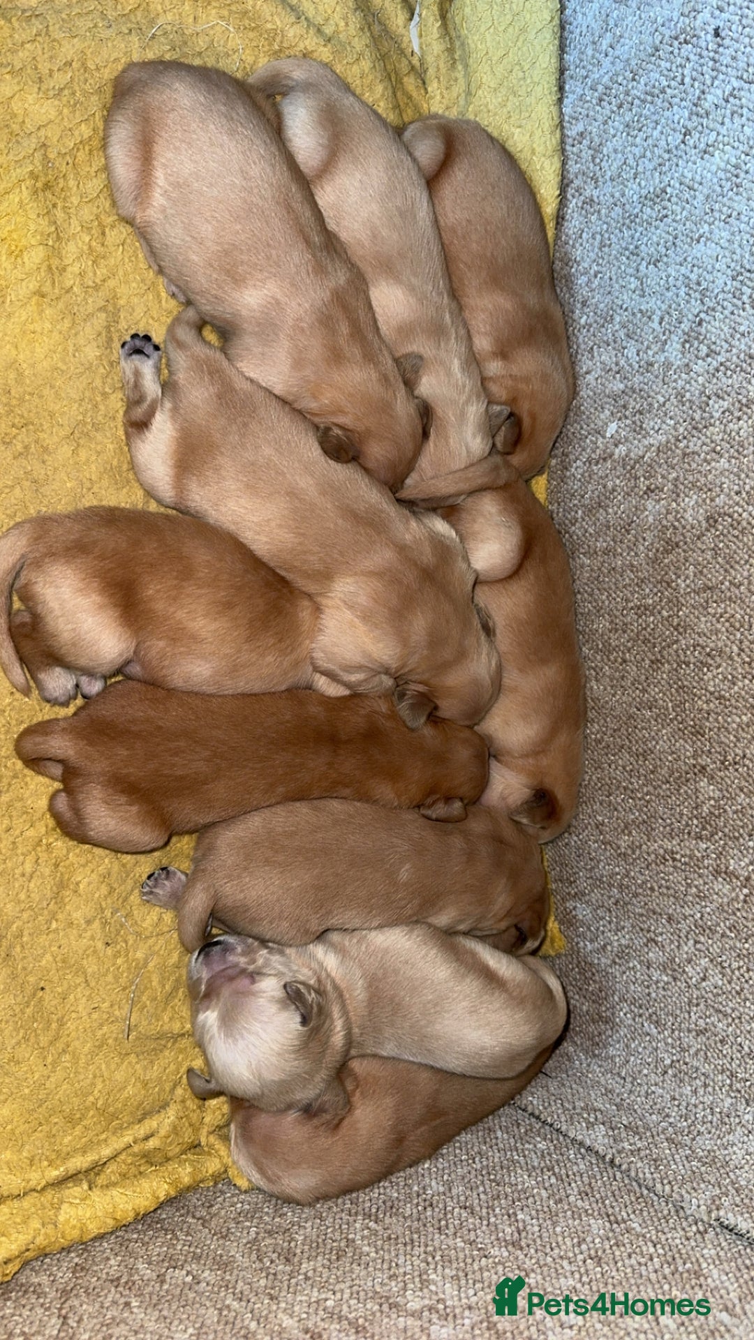 Golden Retriever dogs for sale: KC Registered Golden Retrievers  - Image 13