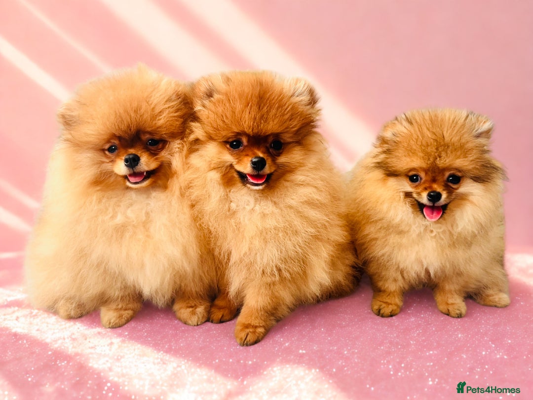Pomeranian dogs for sale: 💗Last girl left! Royal Orange Pomeranian Pedigree - Image 3