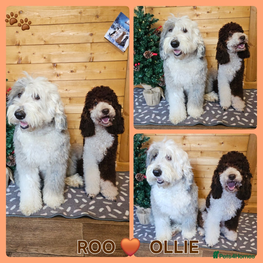 Miniature Poodle dogs for stud: Stunning Fully health tests Poodle - Advert 29