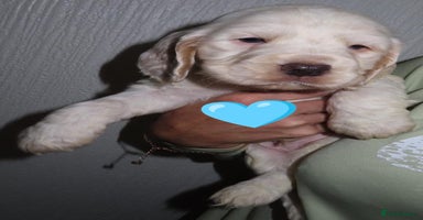 Cocker Spaniel dogs 🏆🏆Show Type Cocker Spaniel last boy AVAILABLE🏆 - Advert 14