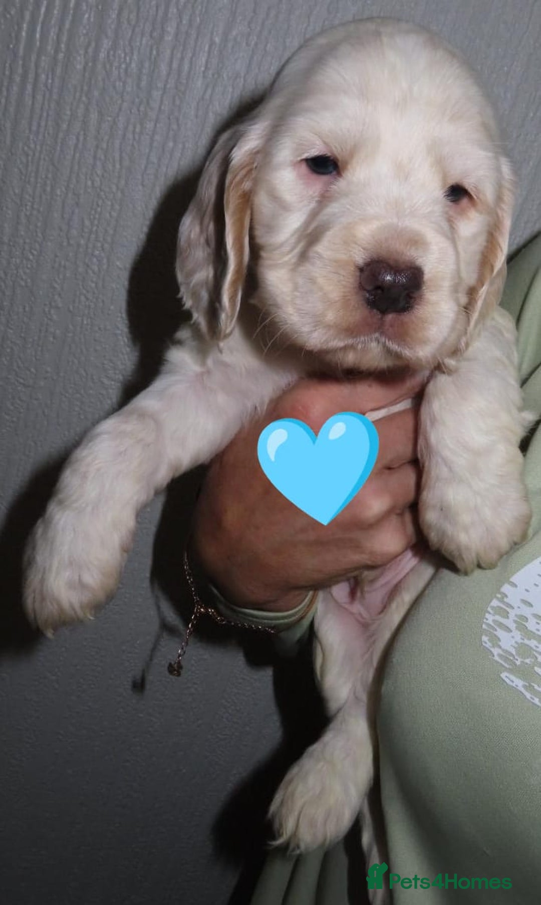 Cocker Spaniel dogs for sale: 🏆🏆Show Type Cocker Spaniel 🏆 - Advert 2