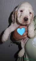 Cocker Spaniel dogs 🏆🏆Show Type Cocker Spaniel last boy AVAILABLE🏆 - Advert 14