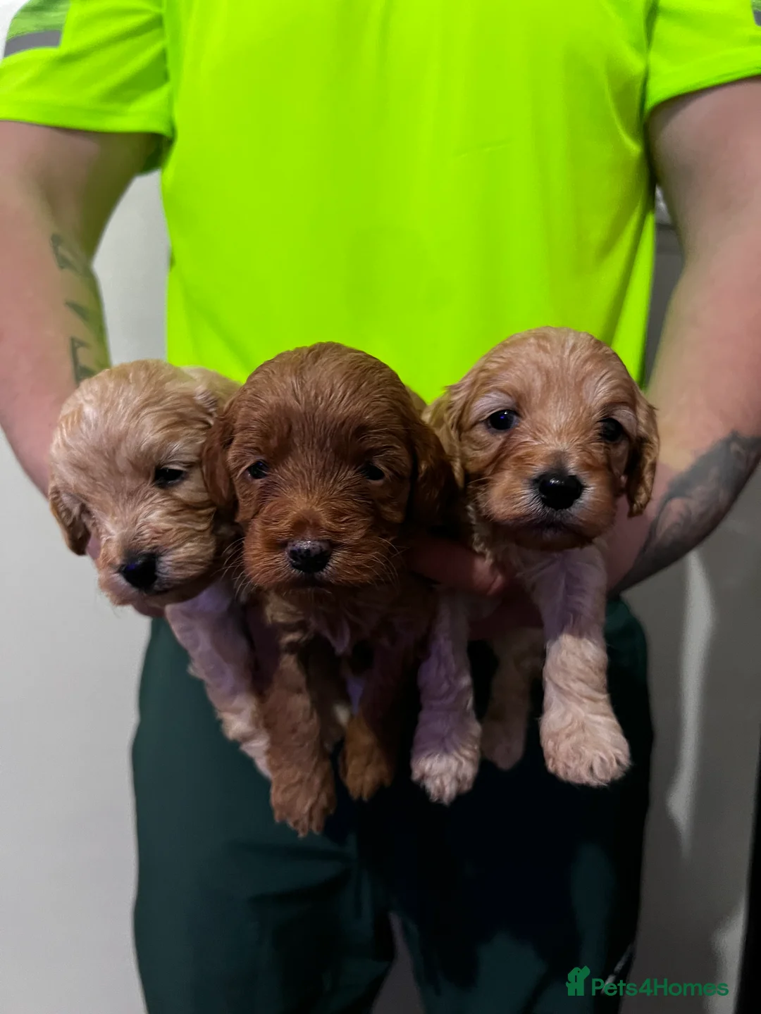 Cockapoo dogs for sale: FB1 cockapoo pups - Advert 3