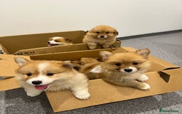 Welsh Corgi Pembroke dogs for sale: pembroke corgi puppy - Image 1