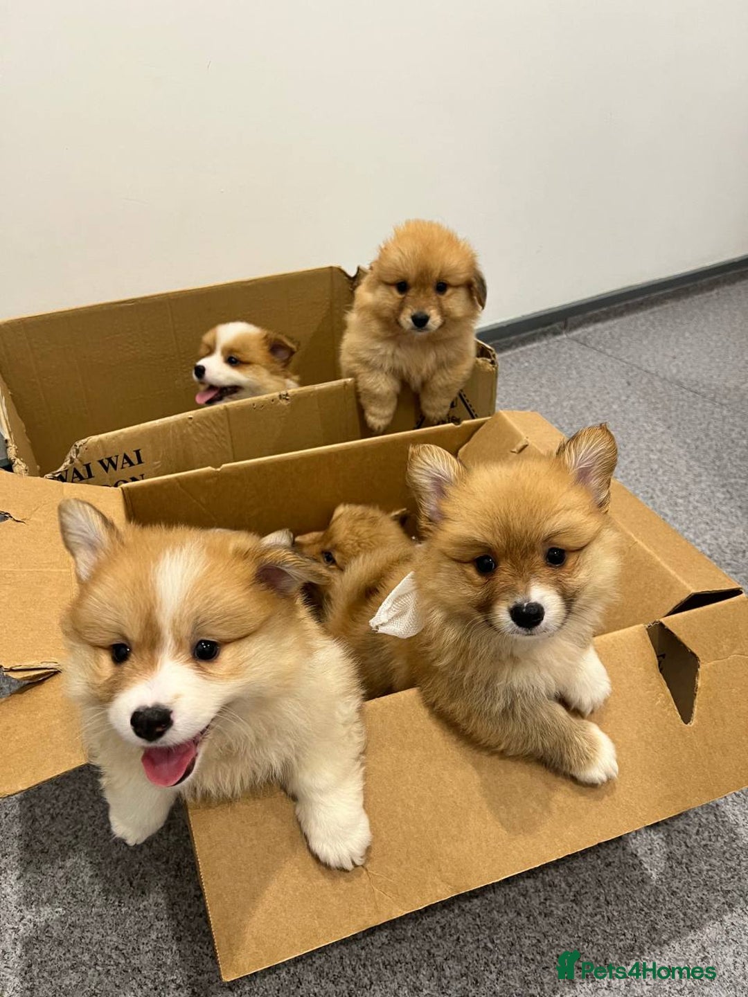 Welsh Corgi Pembroke dogs for sale: pembroke corgi puppy - Image 1