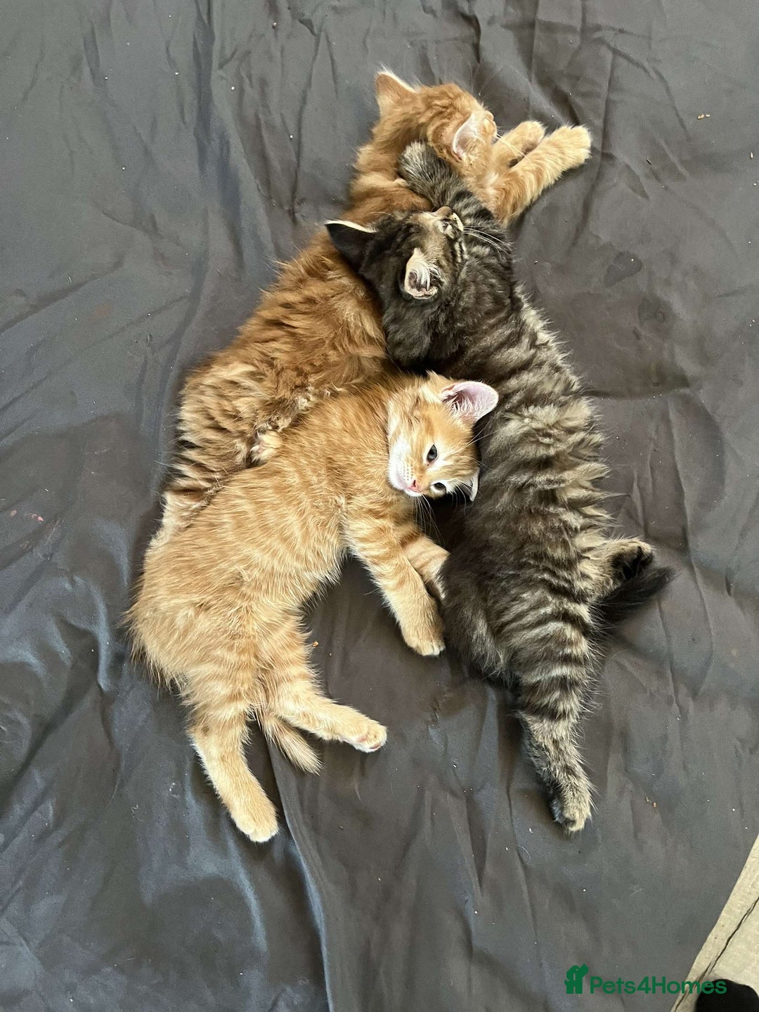 Mixed Breed cats for sale: Beautiful kittens for new homes - Image 2