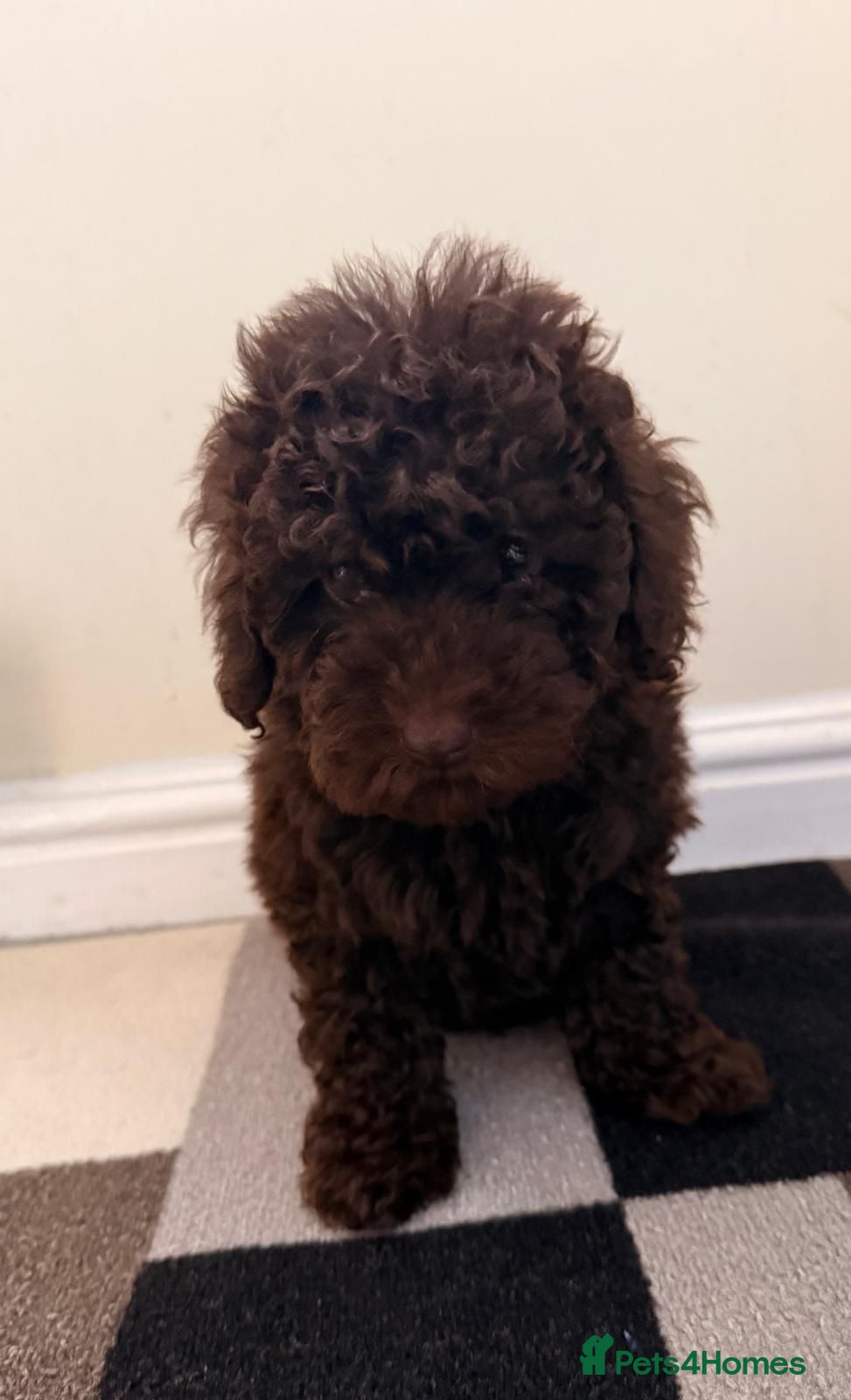 Poodle dogs Poodle ready to go  - Advert 3