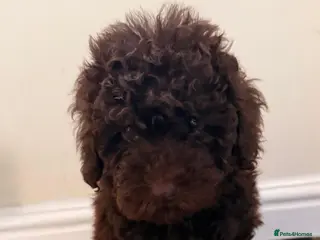 Poodle dogs Poodle ready to go - Advert 3