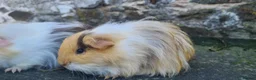 Rat rodents for sale: male guinea pigs (shelties, fuzzy and smooth)  - Advert 8