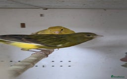 Canaries birds for sale: Canaries  - Image 19
