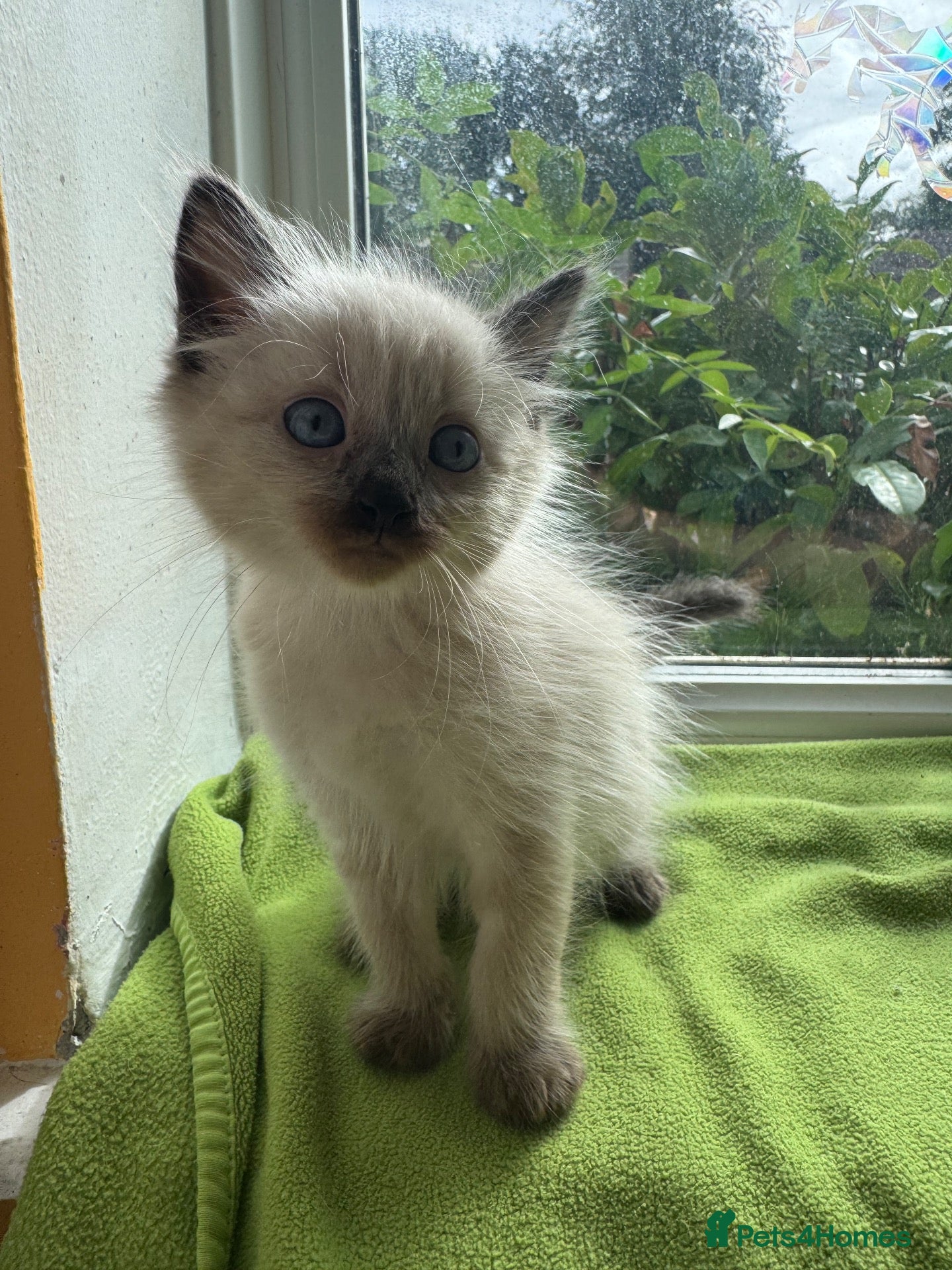 Ragdoll cats Ready Now- Ragdoll Kittens :)+chip,food,healthCard - Advert 7