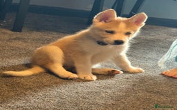 Siberian Husky dogs for sale: Female husky pup READY NOW  - Image 6